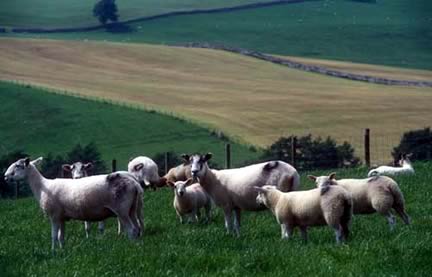Farm Images